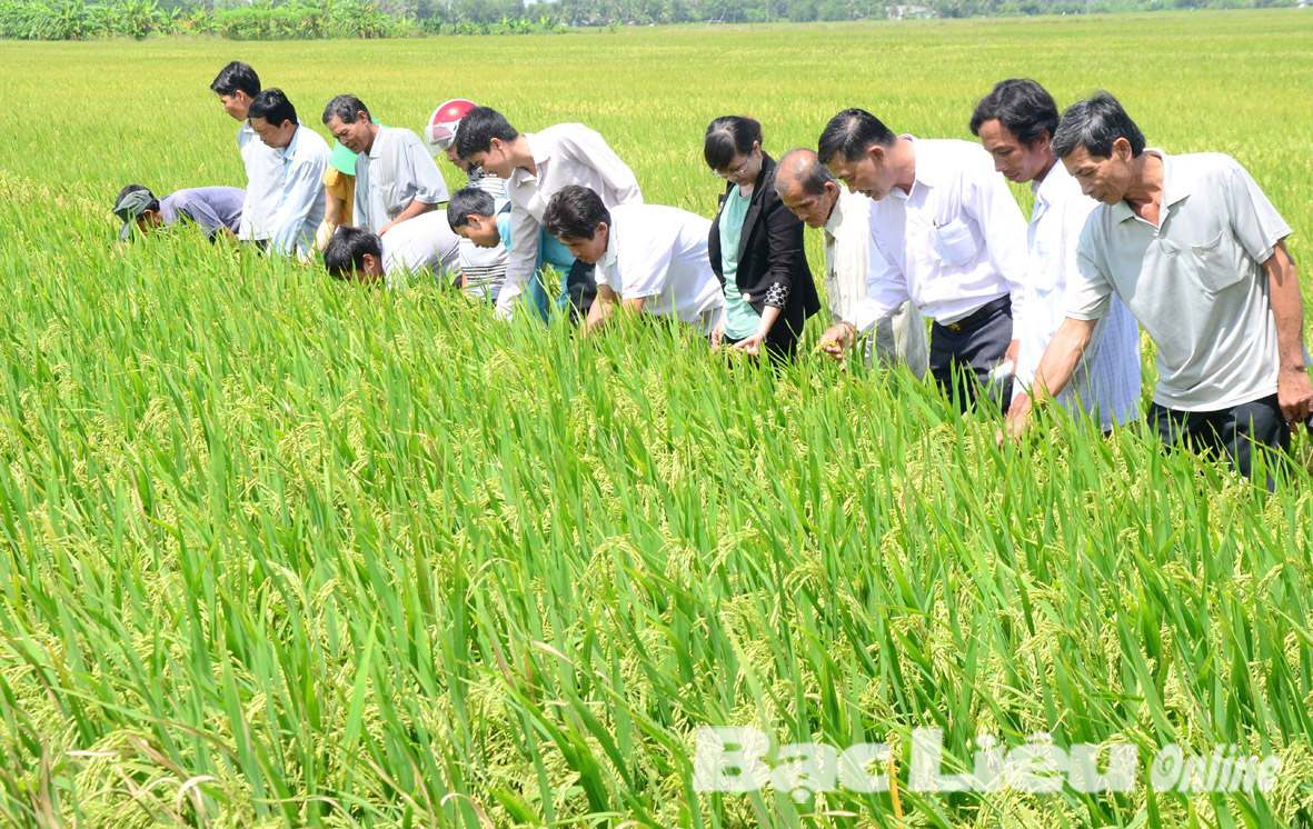 Niềm tin của nông dân vào mô hình cánh đồng mẫu lớn